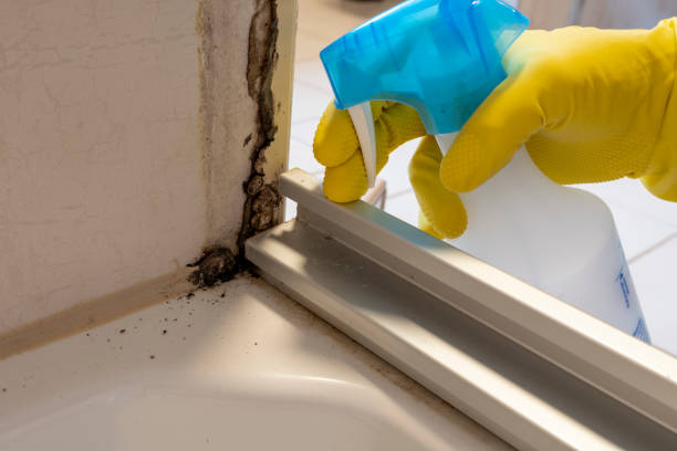 Best DIY Mold Remediation Support Services in Falconer, NY