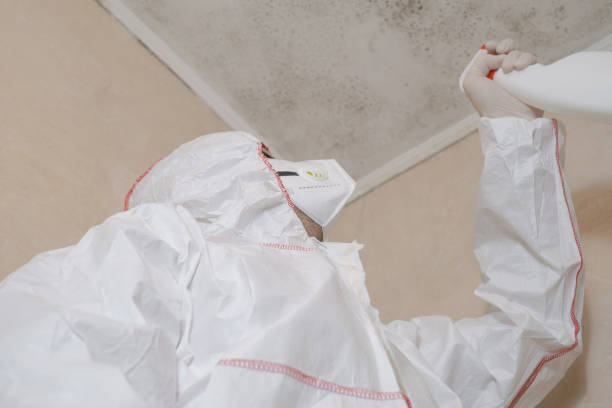 Reliable Falconer, NY Mold Remediation Solutions