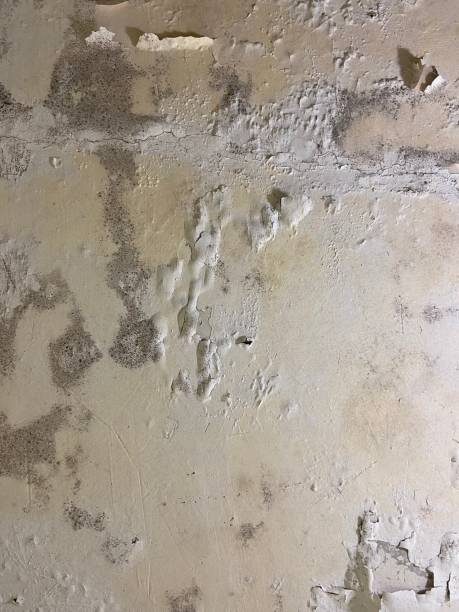 Best Health and Safety Mold Remediation in Falconer, NY