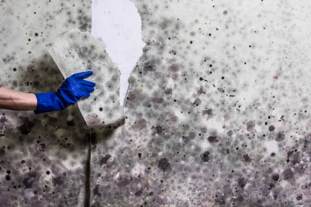 Best HVAC Mold Remediation in Falconer, NY