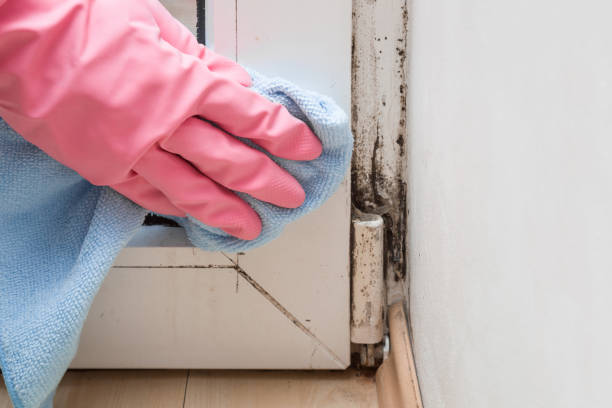 Best Industrial Mold Remediation in Falconer, NY
