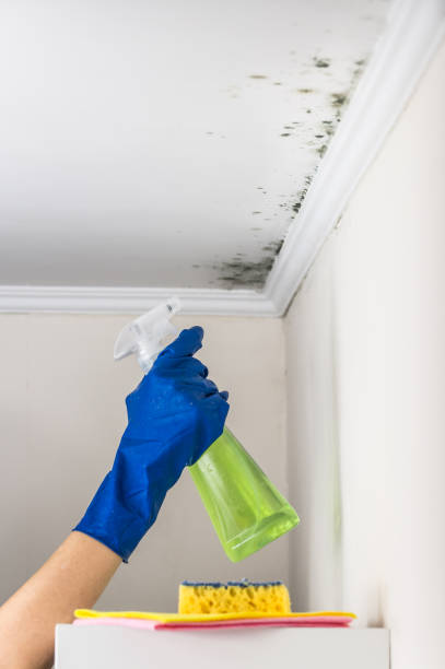 Best Basement Mold Remediation in Falconer, NY